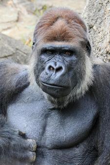 ニシゴリラの写真