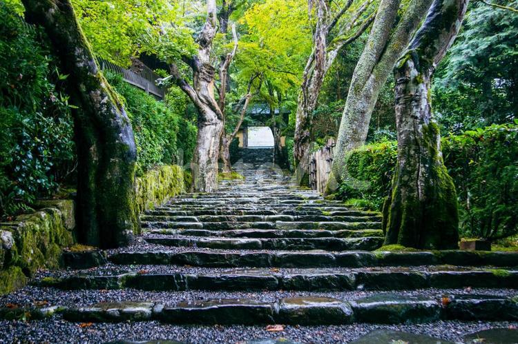 苔と石の階段 外,屋外,緑の写真素材