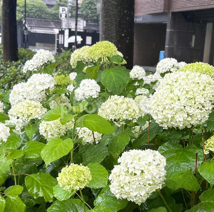 御池通のアナベル あじさい,アナベル,雨の写真素材