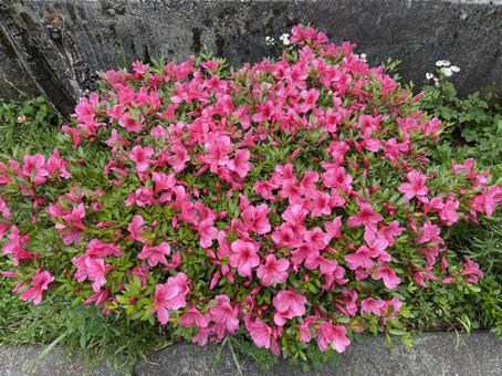 Kanda River in May: Azalea Flowers 2025, JPG
