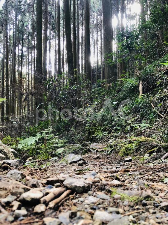 銀色の日差しを浴びながら進む登山道 岩,登山道,森林浴の写真素材
