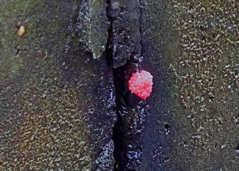 害虫のジャンボタニシの卵02 害虫のジャンボタニシの卵02 ジャンボタニシ,卵,圃場の写真素材