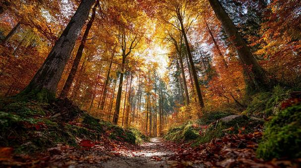 錦秋の森、散歩道 錦秋の森、散歩道の写真