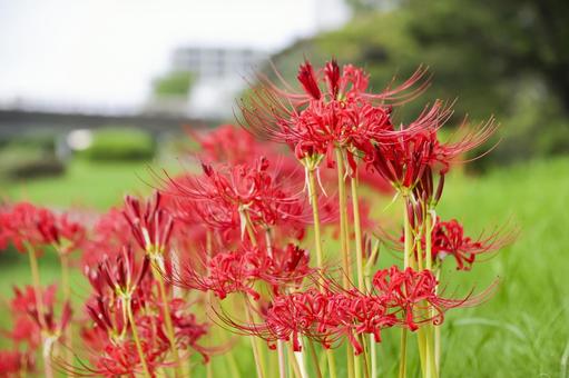 彼岸花 彼岸花 彼岸花,ヒガンバナ,花の写真素材