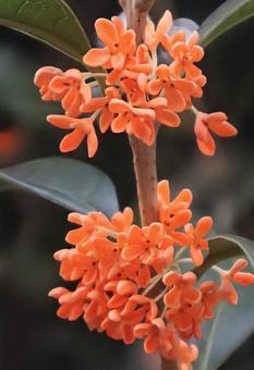 魔除けになるの写真