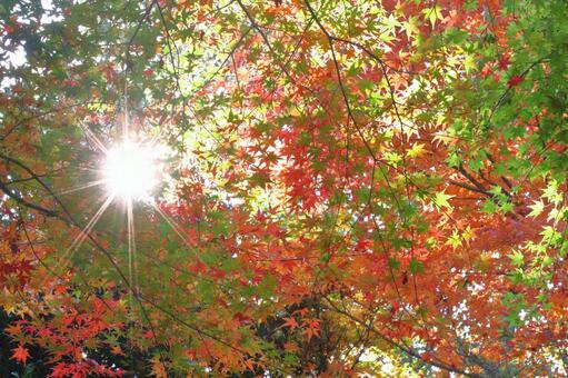 Burning autumn, JPG Burning autumn, autumn leaves, yellow leaves, red, JPG