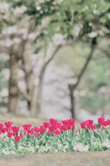 Photo, flower, plant, nature, 