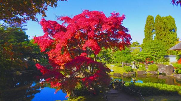 姫路城 好古園31 姫路城,好古園,紅葉の写真素材