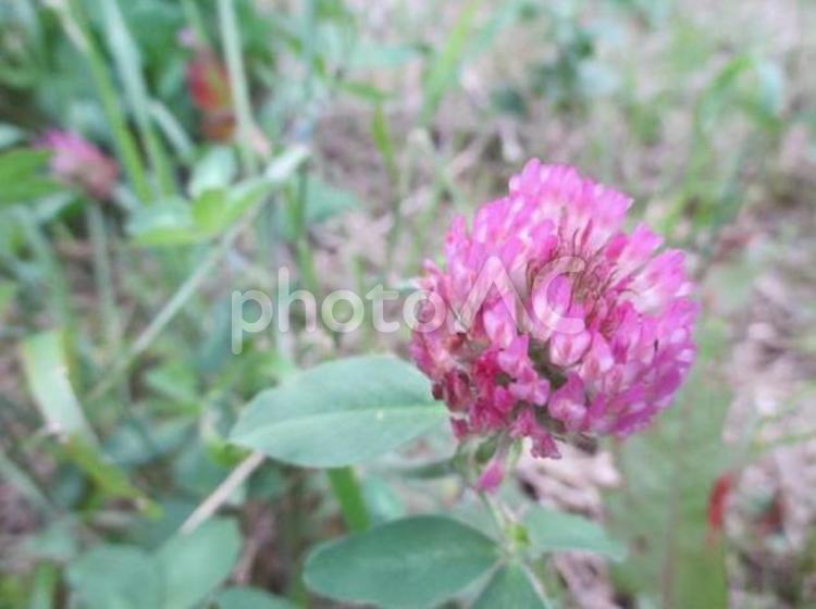 野草　野原の花　センニチコウ　 ピンク,野草,センニチコウの写真素材