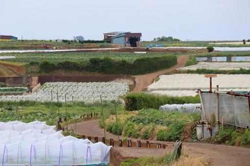 畑 畑 春キャベツ,野菜,農家の写真素材