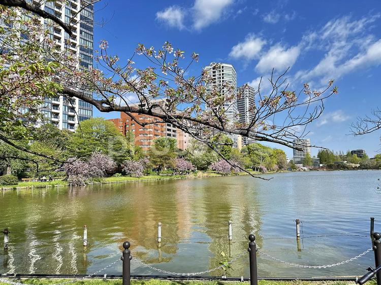 不忍池　上野公園　東京都台東区 不忍池,上野恩賜公園,弁天島の写真素材