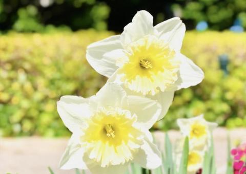 水仙の写真