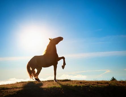 丘を駆ける馬 丘を駆ける馬の写真