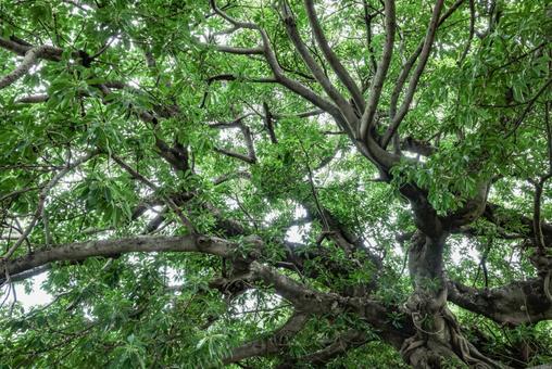 Photo, akou, large akou, wood, 