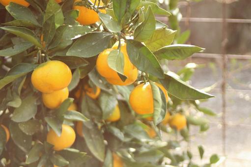 オレンジ色に実ったみかん みかん,柑橘系,果物の写真素材