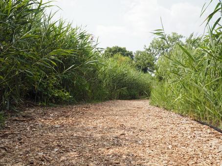 Path surrounded by tall grass, JPG