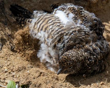 雷鳥の砂浴び 雷鳥の砂浴びの写真