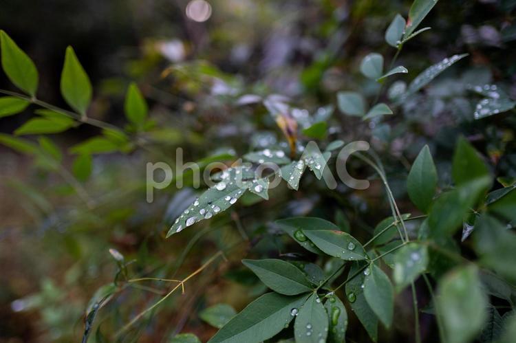 【梅雨】葉っぱについた雨・イメージ【季節】 雨,梅雨,葉っぱの写真素材