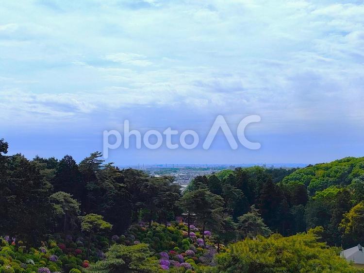 青空と町並みと紫陽花 青空,晴天,晴れの写真素材