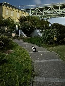 猫 猫の写真