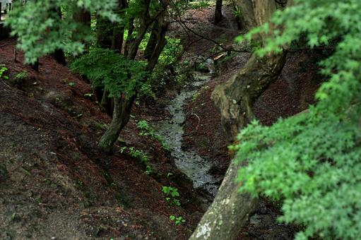 森の奥に流れる小川を覆う緑の葉 公園,森,木々の写真素材