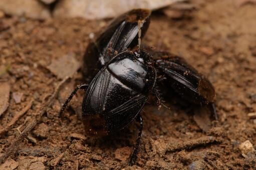 ツチカメムシ ツチカメムシ,カメムシ,昆虫の写真素材
