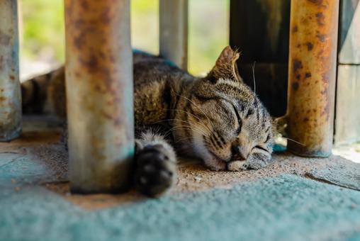 【長崎】雲仙地獄で出会った猫 【長崎】雲仙地獄で出会った猫の写真