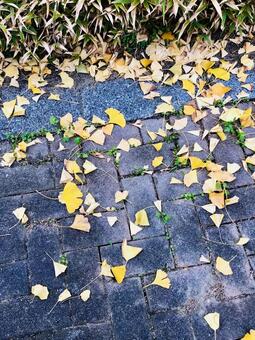 銀杏の落ち葉 銀杏,イチョウ,いちょうの写真素材