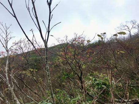 冬枯れの枝に鮮やかな赤い実の群生 冬枯れの枝に鮮やかな赤い実の群生 冬,初冬,山の写真素材