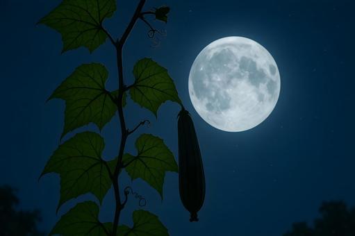 月夜のヘチマ蔓シルエット 月夜のヘチマ蔓シルエットの写真