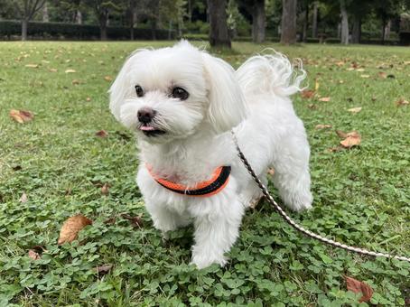 犬の散歩 犬の散歩 犬,マルチーズ,かわいい犬の写真素材