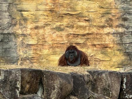 オランウータン オランウータン,猿,動物の写真素材