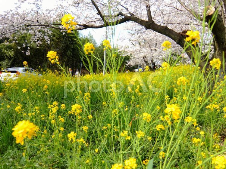 菜の花と桜 菜の花,桜,黄色の写真素材