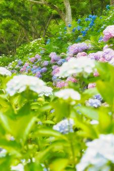 アジサイ 紫陽花 あじさい アジサイ 紫陽花 あじさいの写真