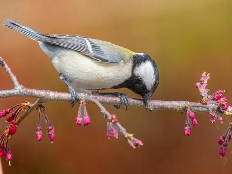 枝にとまるシジュウカラ 枝にとまるシジュウカラ シジュウカラ,野鳥,鳥の写真素材