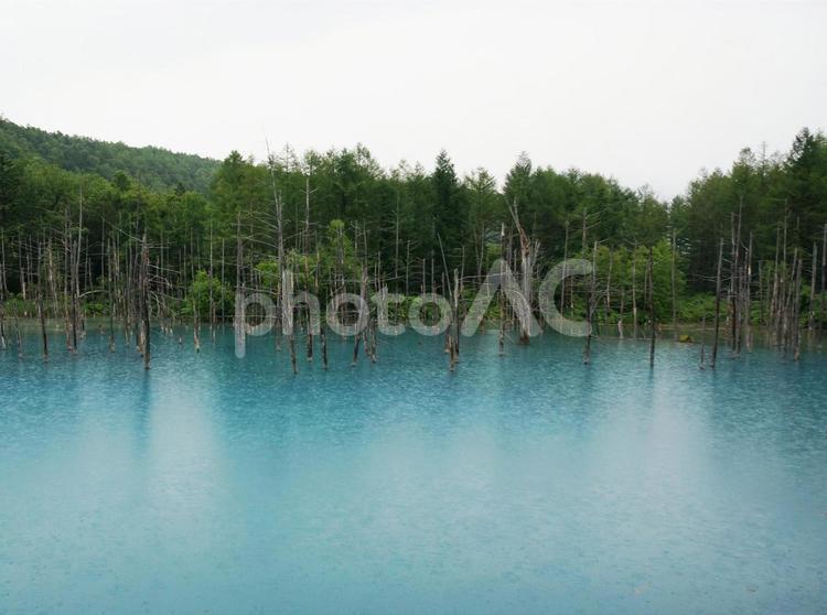 雨の日の北海道の美瑛の青い池 青い池,北海道,美瑛の写真素材