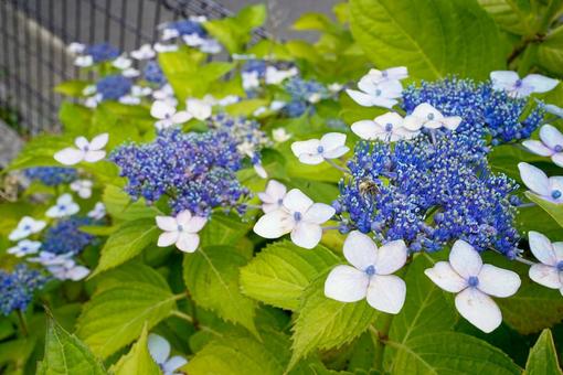 紫陽花の写真
