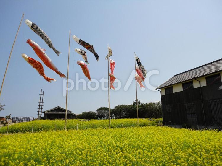 花畑とこいのぼり こいのぼり,花畑,菜の花の写真素材