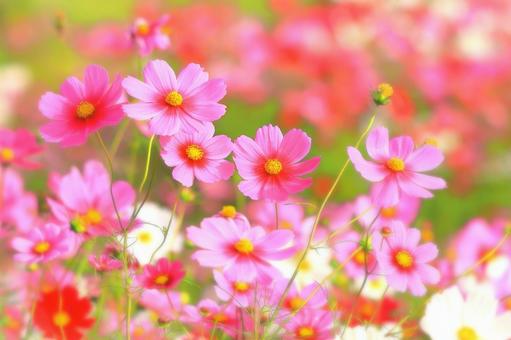 群生する爽やかな色とりどりのコスモスの花 群生する爽やかな色とりどりのコスモスの花 植物,花,コスモスの写真素材