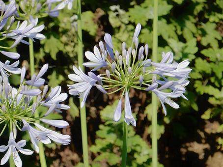 Photo, agapanthus, purple clam, blue, 