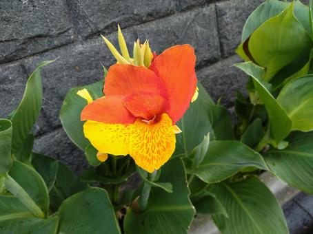 花718 花718 花,植物,自然の写真素材
