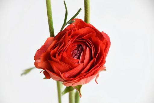 赤いラナンキュラス 赤,ラナンキュラス,赤い花の写真素材