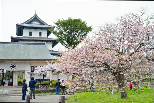 松前城の桜 松前,松前町,松前城の写真素材