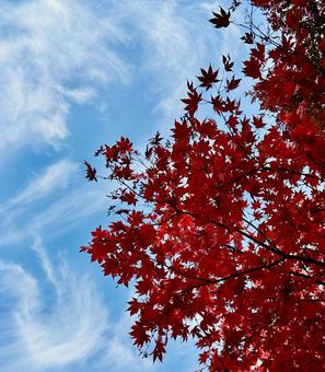 赤いもみじと青空 もみじ,秋,青空の写真素材