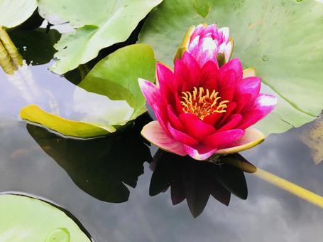 蓮の花 蓮の花の写真