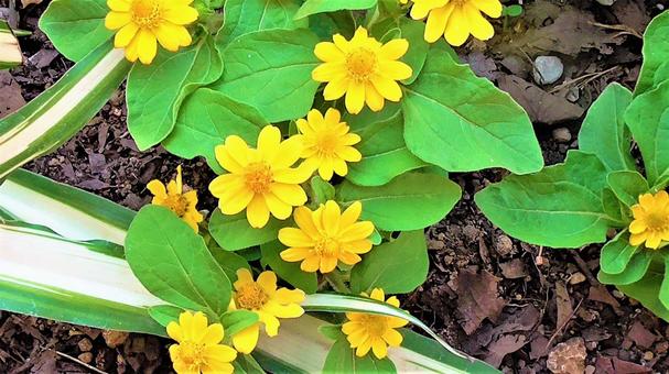 黄色いお花 黄色いお花の写真