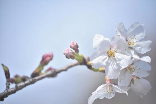 枝の先に咲く桜の花びら 枝の先に咲く桜の花びらの写真