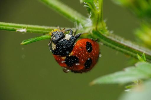 雨に濡れたテントウムシ 雨に濡れたテントウムシ 昆虫,てんとう虫,虫の写真素材