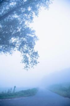 濃霧に包まれた七塚原牧場へ続く道 日本,屋外,風景の写真素材