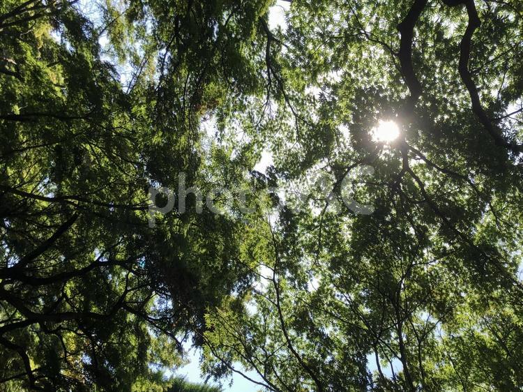 木漏れ日 日差し,新緑,光の写真素材